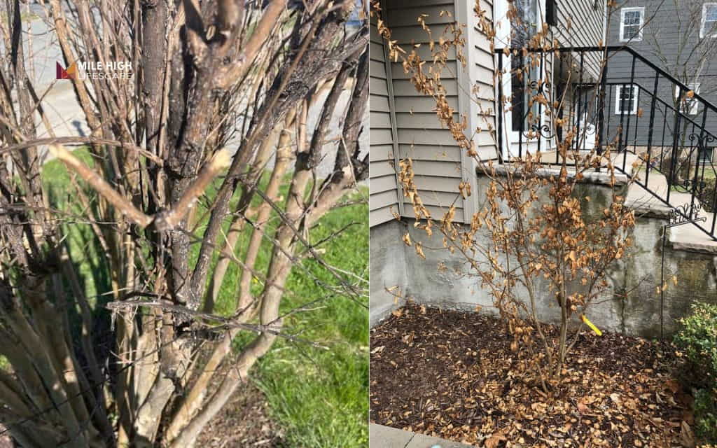 Crape myrtle tree diseases: Leaf drop and dead branches
