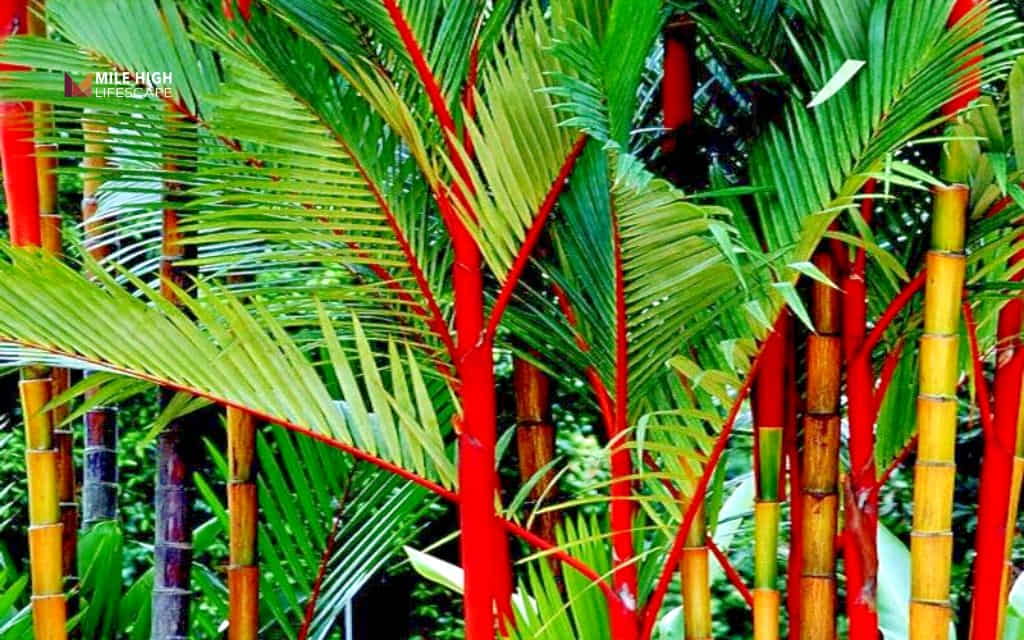 Types of palm trees: Lipstick palm