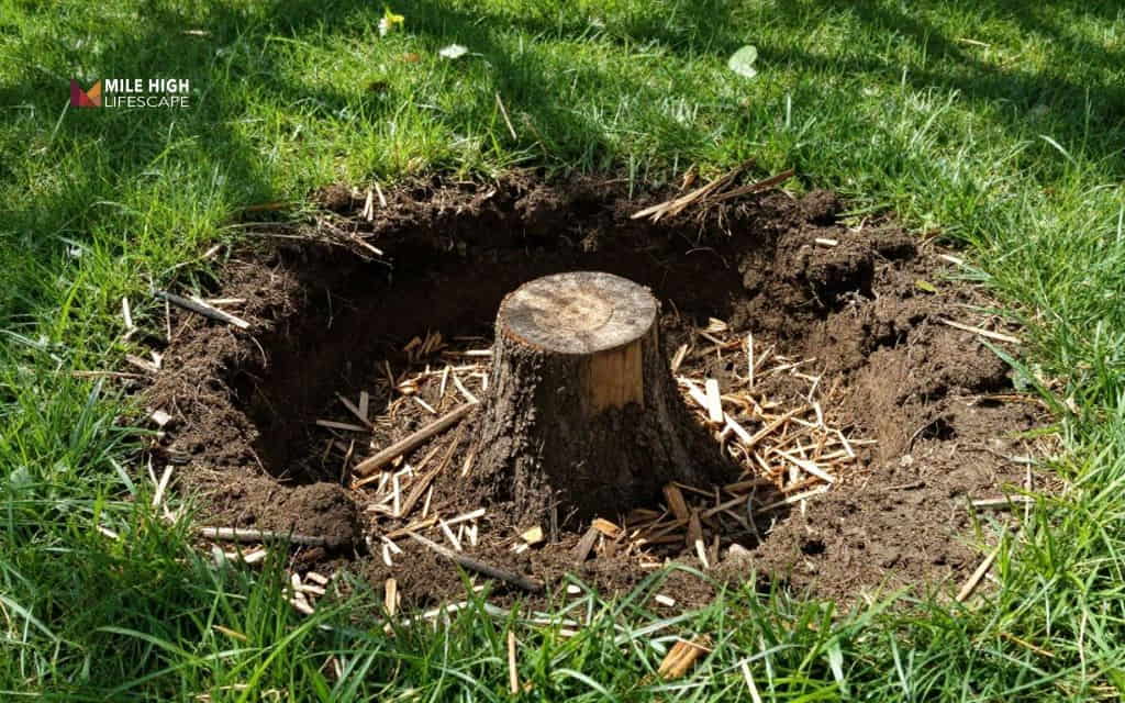 How to stop a tree from growing: Managing stump regrowth after removal