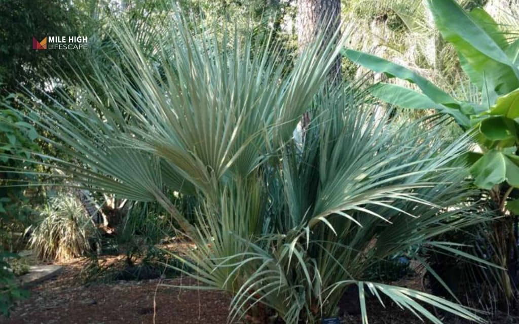 Types of palm trees: Mazari palm