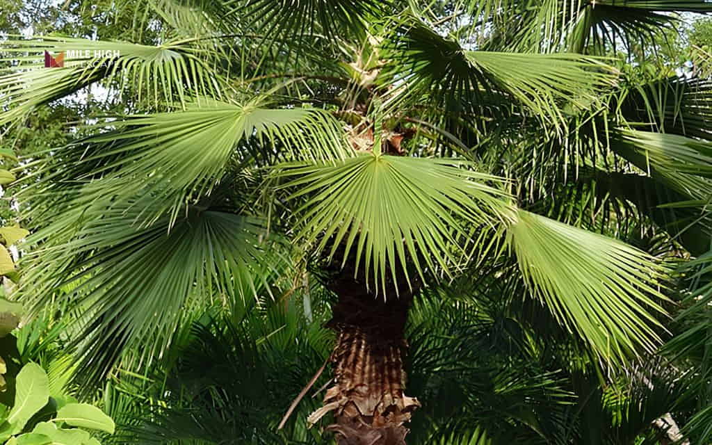 Types of palm trees: Mexican fan palm