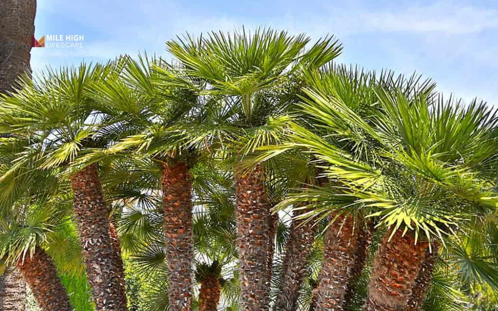 Types of palm trees: Needle palm