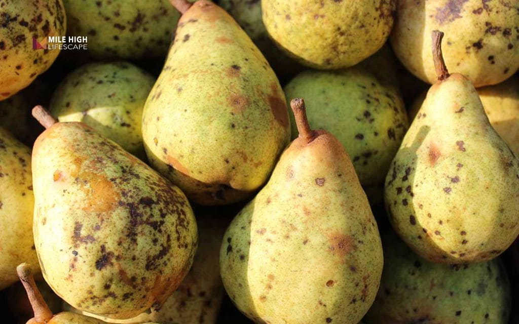 Black spots on pears: Pear scab