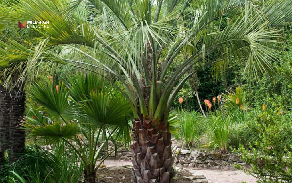 Types of palm trees: Pindo palm
