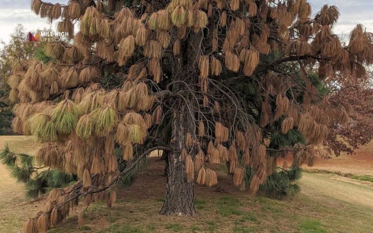 Pine tree diseases
