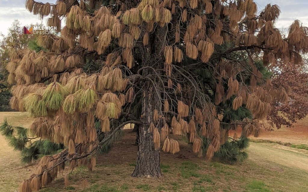 Pine tree diseases