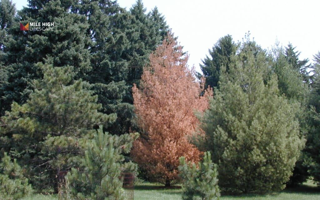 Pine tree diseases: Pine wilt disease