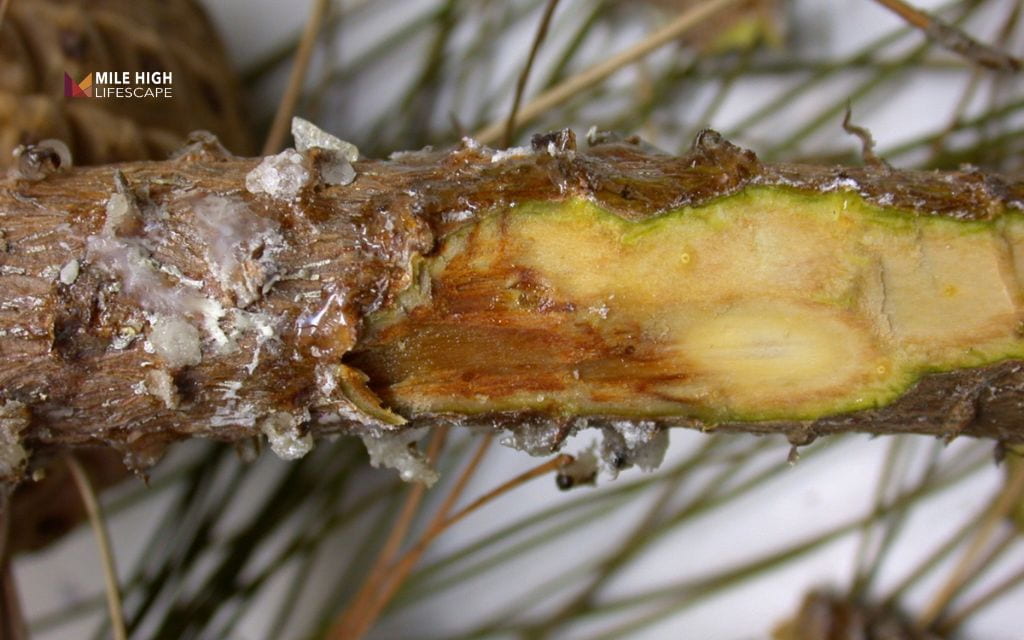 Pine tree diseases: Pitch canker