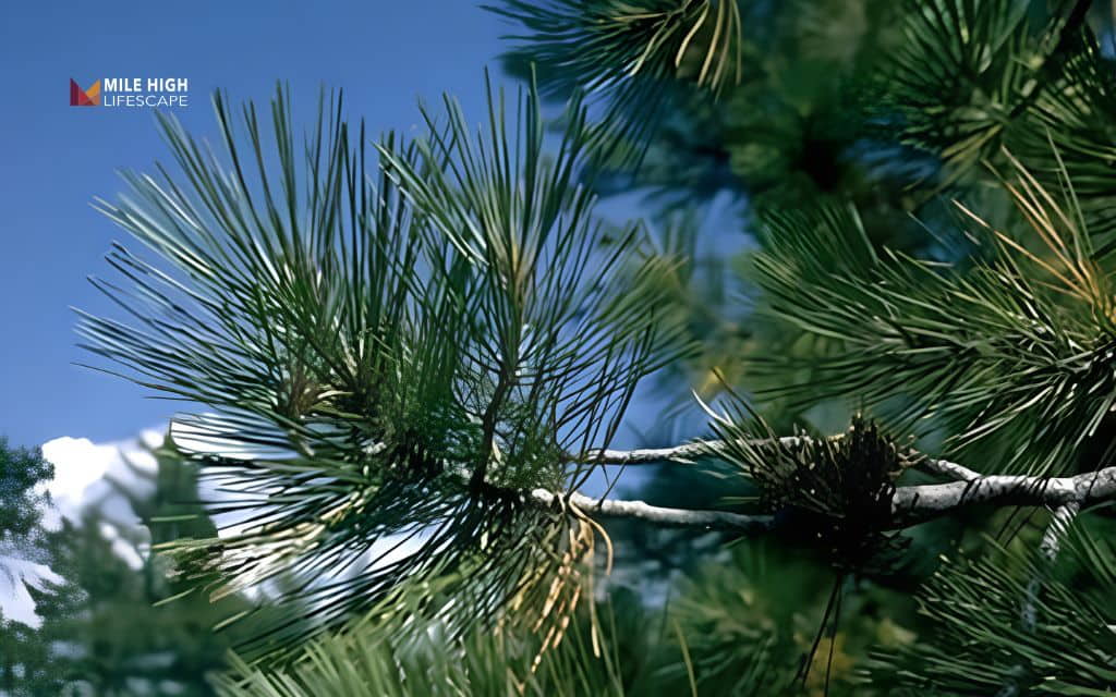 Trees for sandy soil: Ponderosa pine