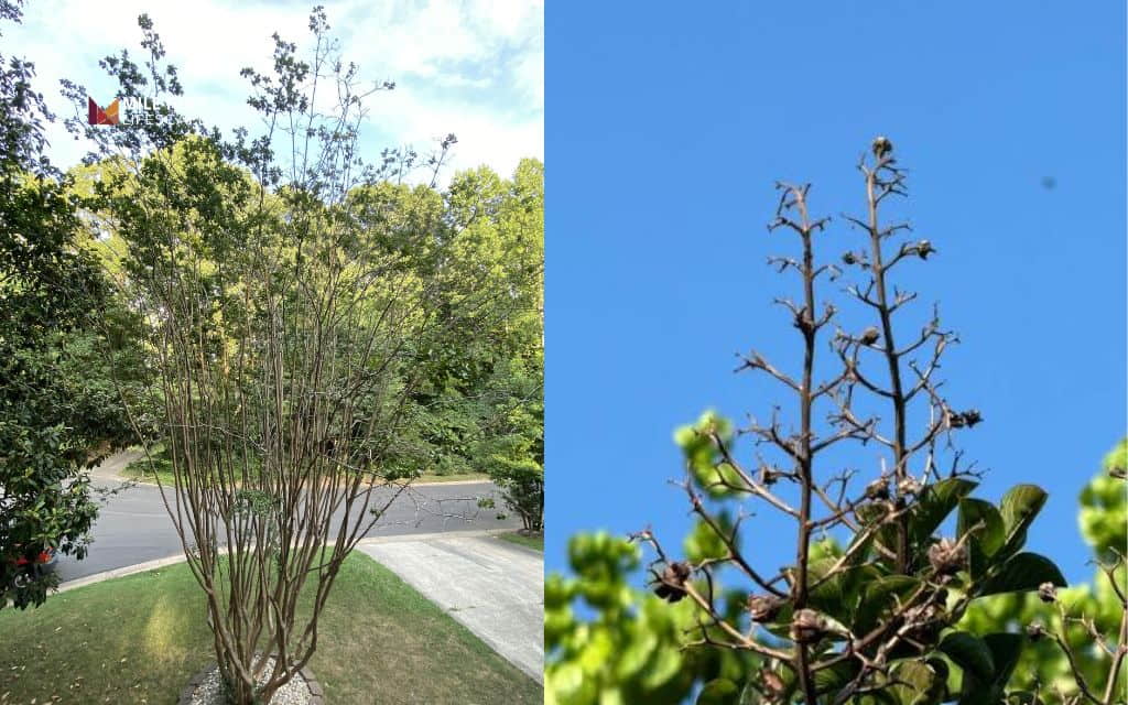 Crape myrtle tree diseases: Poor blooming or blooms that won't open