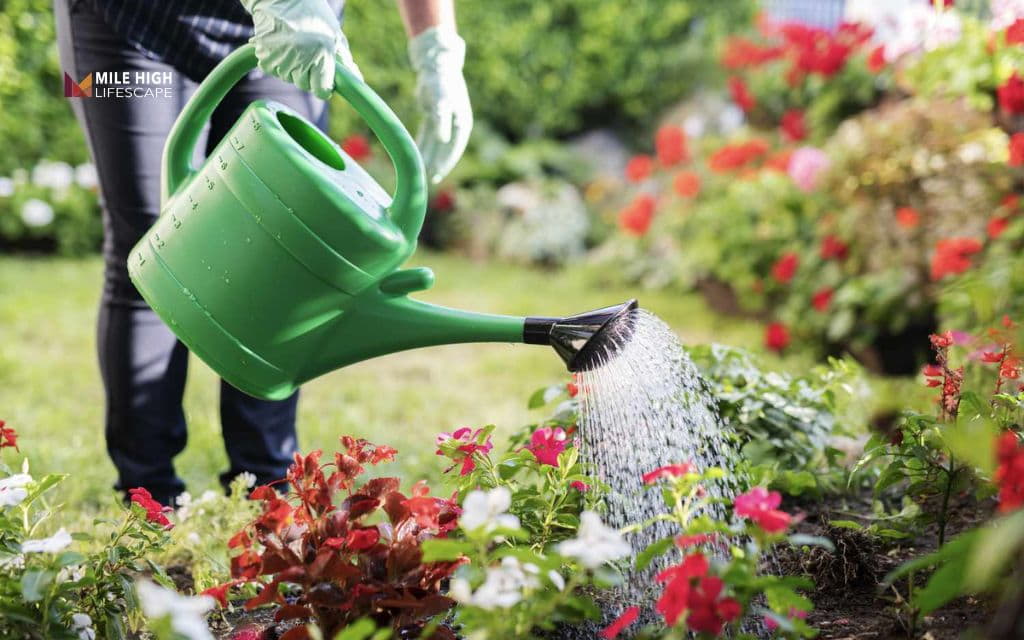 Planting in summer: Preparing the site and planting correctly