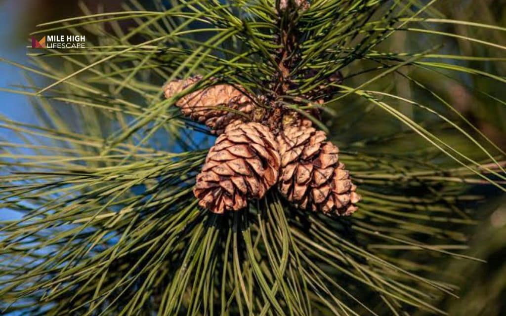Pine tree diseases: Preventing pine tree diseases