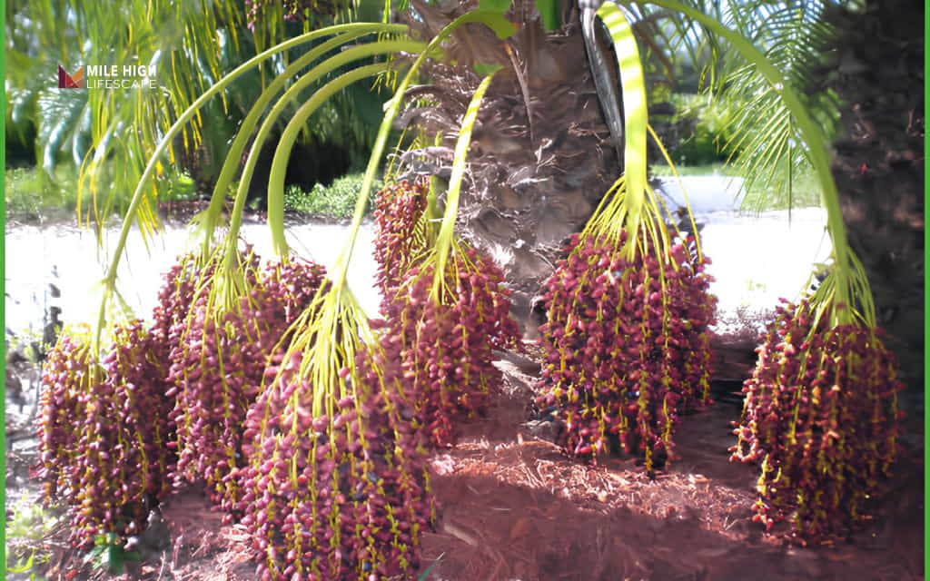 Types of palm trees: Pygmy date palm