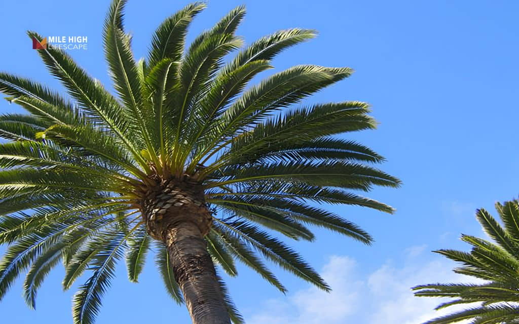 Types of palm trees: Queen palm