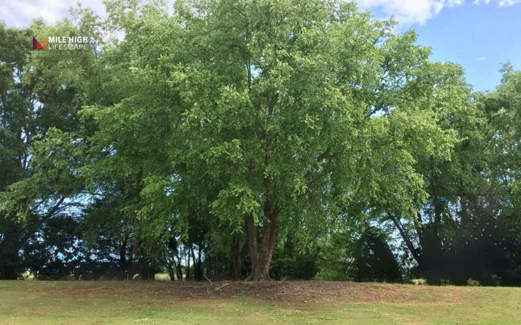 Trees for sandy soil: River birch