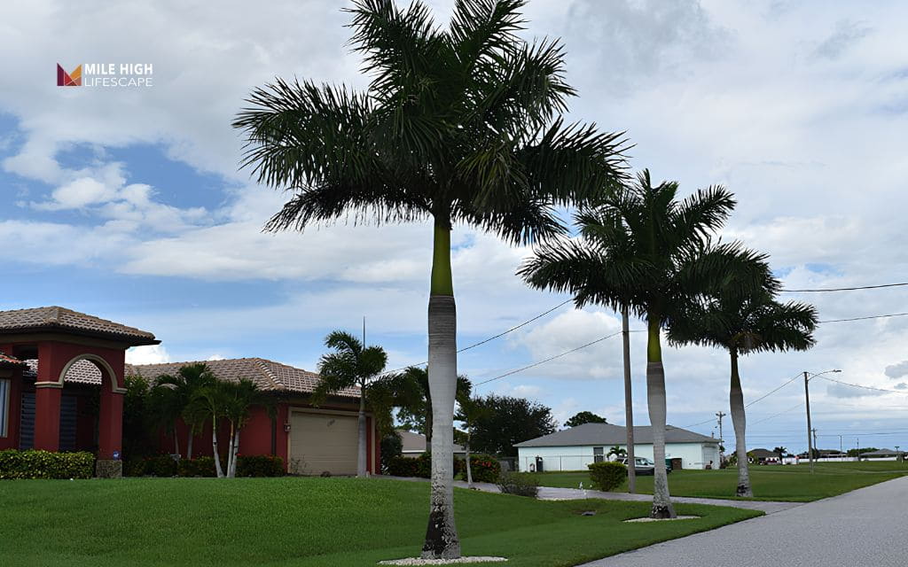 Types of palm trees: Royal palm