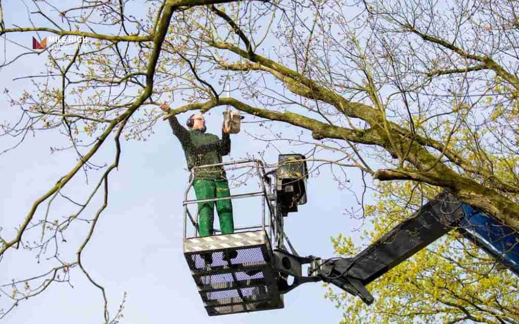 How to stop a tree from growing: Safe ways to manage tree growth