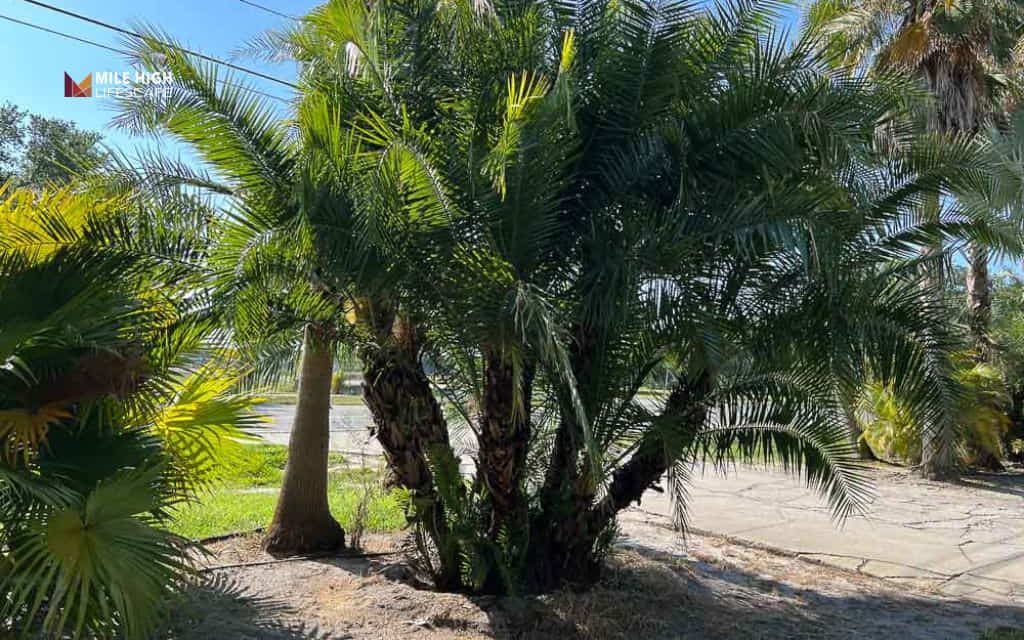 Types of palm trees: Senegal date palm