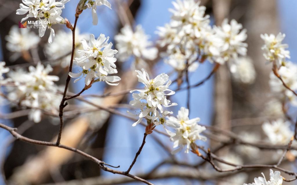 Trees for sandy soil: Serviceberry