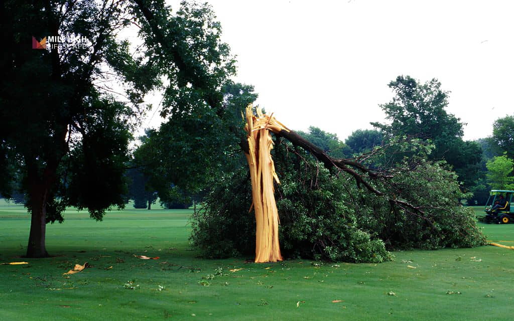 Lightning striking a tree: Signs a tree was hit by lightning