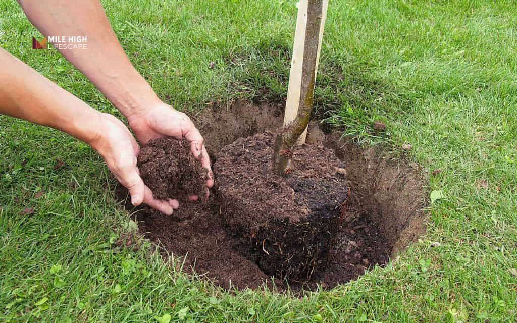 Tree disease treatment: Soil, water, and site improvements
