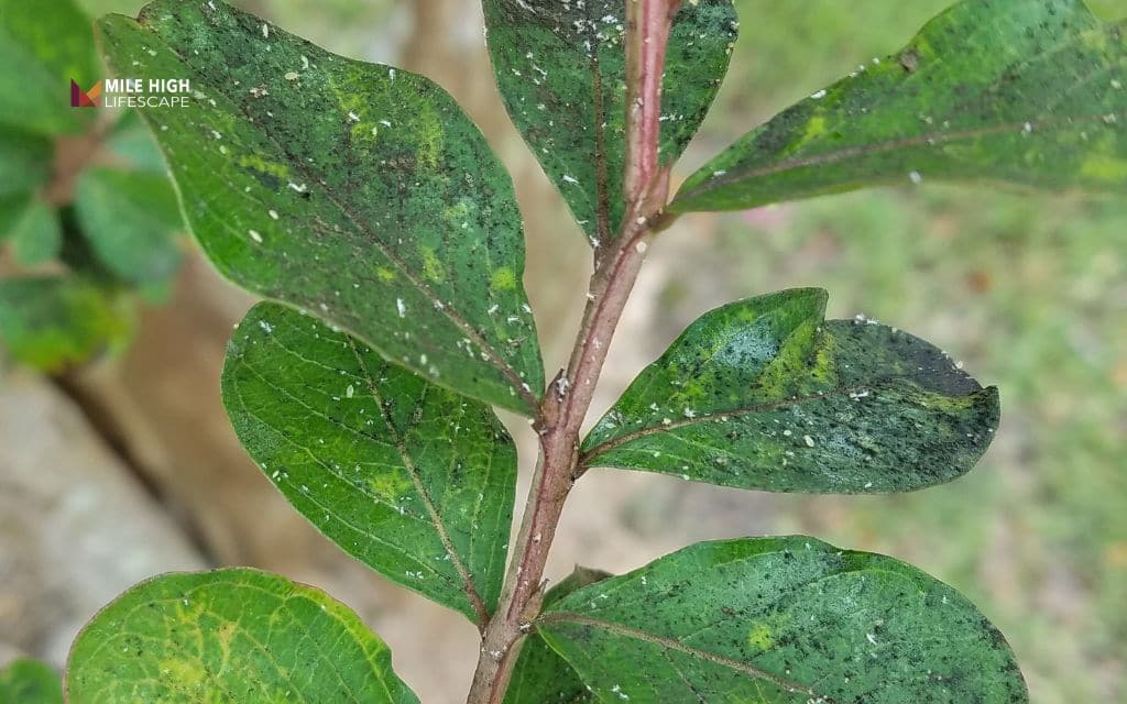 Crape myrtle tree diseases: Sticky leaves and black sooty mold