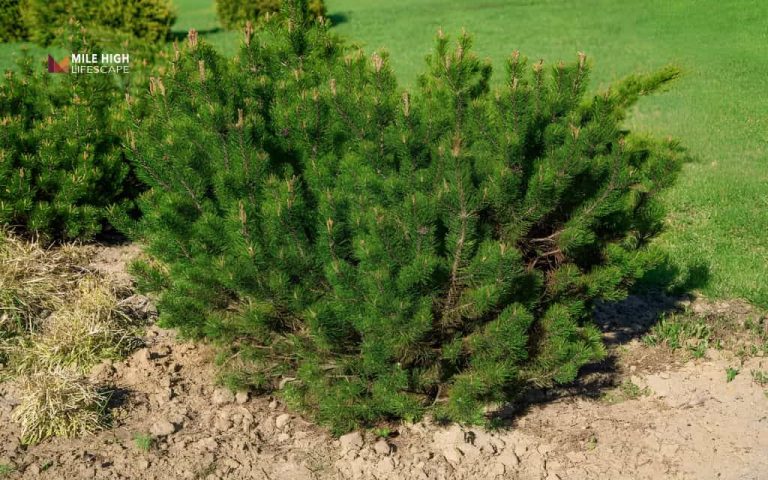 Trees for sandy soil