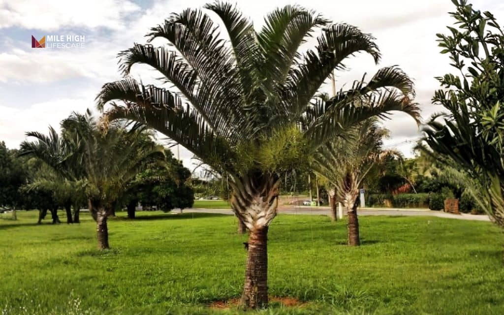 Types of palm trees: Triangle palm
