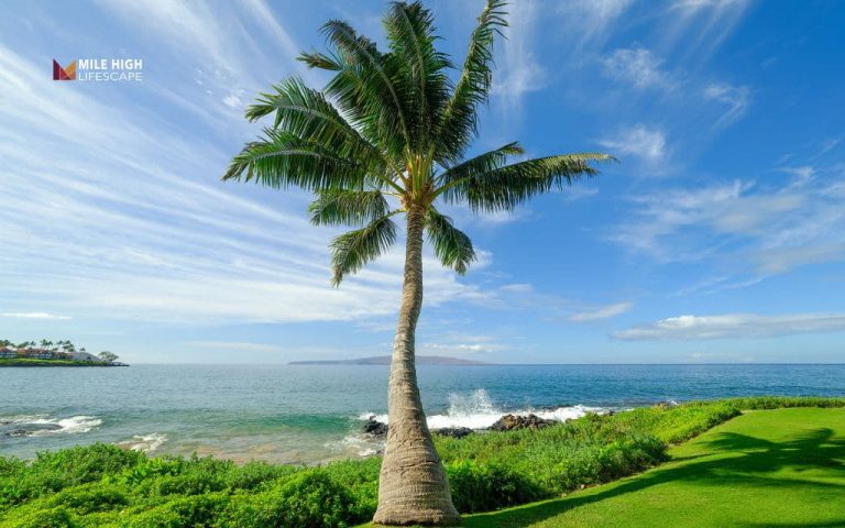 types of palm trees