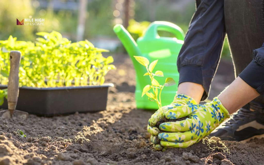 Planting in summer: What to plant in summer