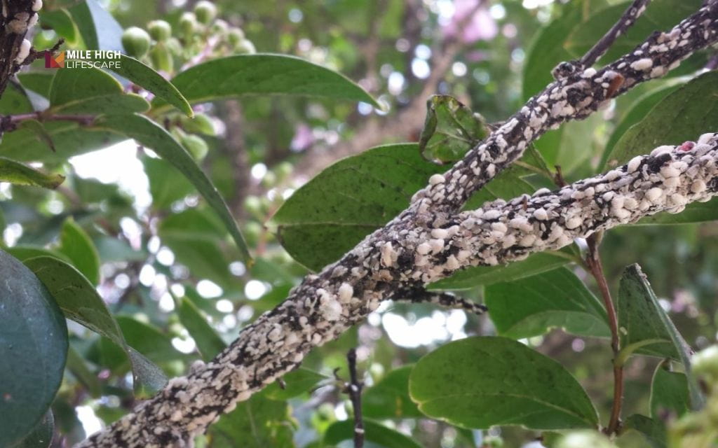 Crape myrtle tree diseases: White or gray crust on bark
