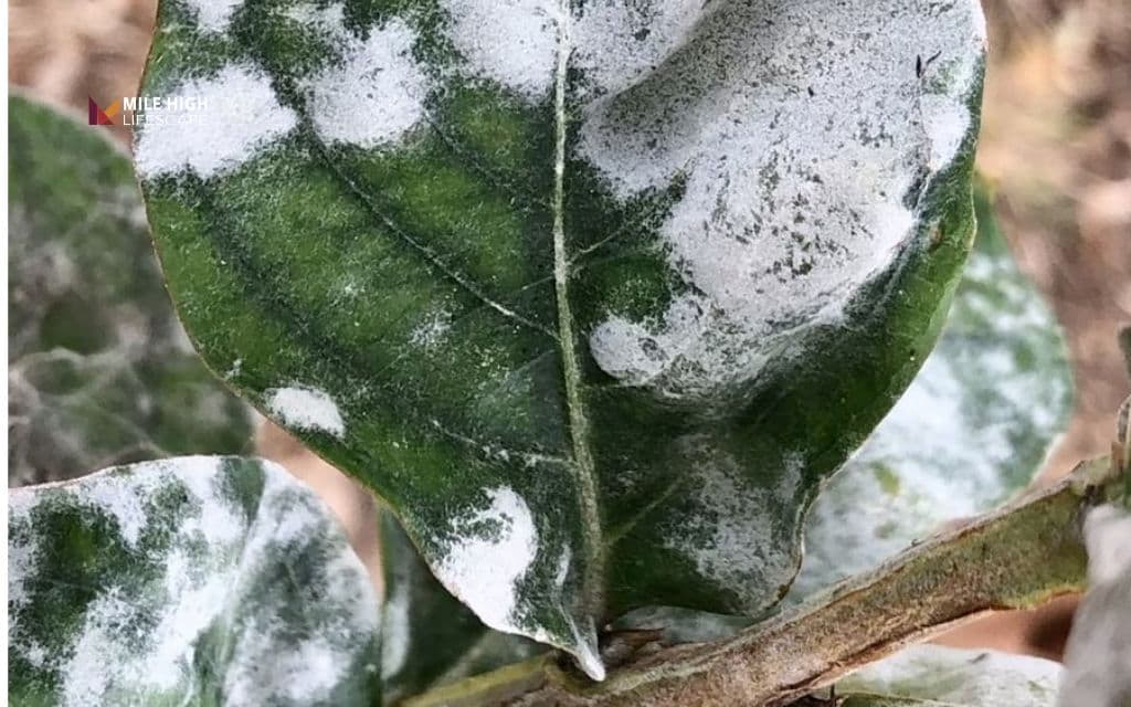Crape myrtle tree diseases: White powdery coating on leaves and buds