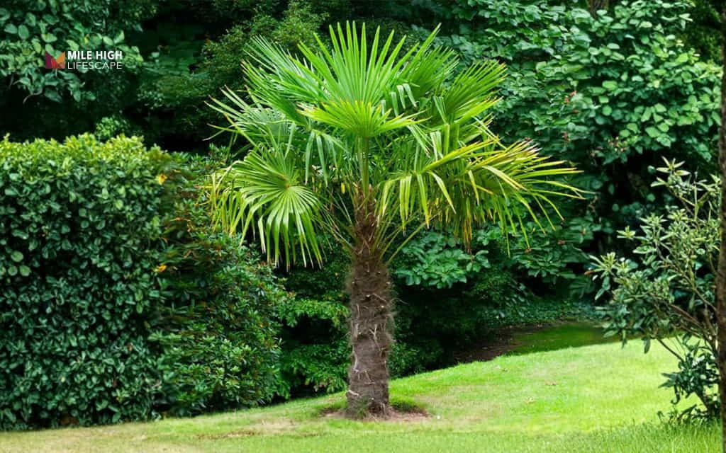 Types of palm trees: Windmill palm