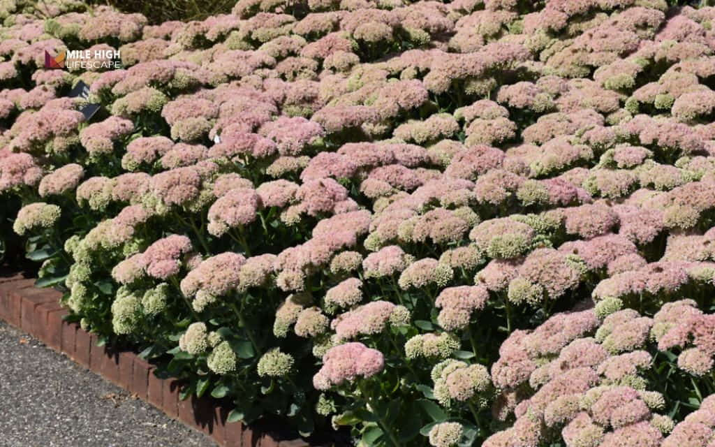 winter hardy succulents: Autumn joy stonecrop (Hylotelephium 'Autumn Joy')