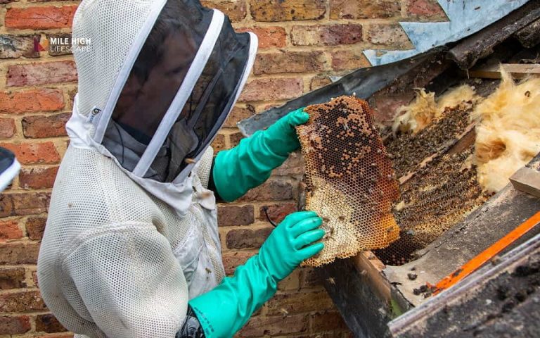 Beehive removal cost
