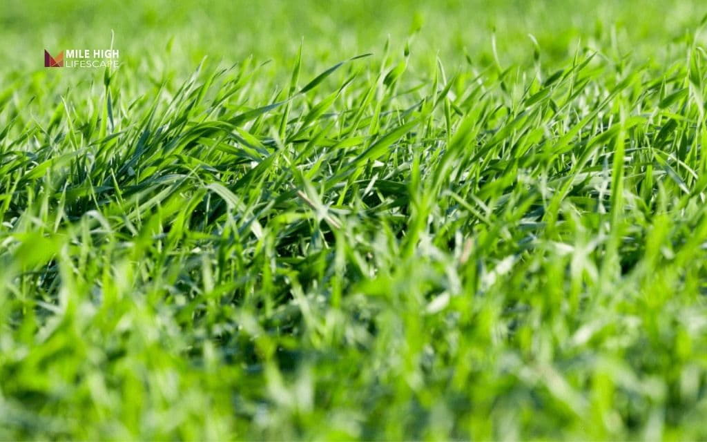 drought tolerant lawn: Bermudagrass