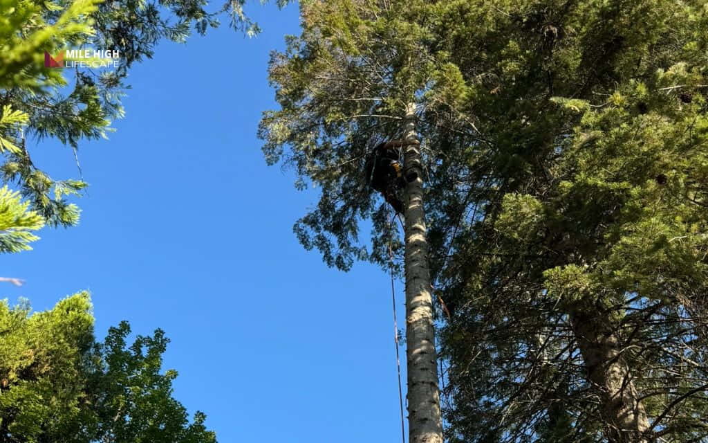 How to trim tall trees: Best time of year to prune tall trees