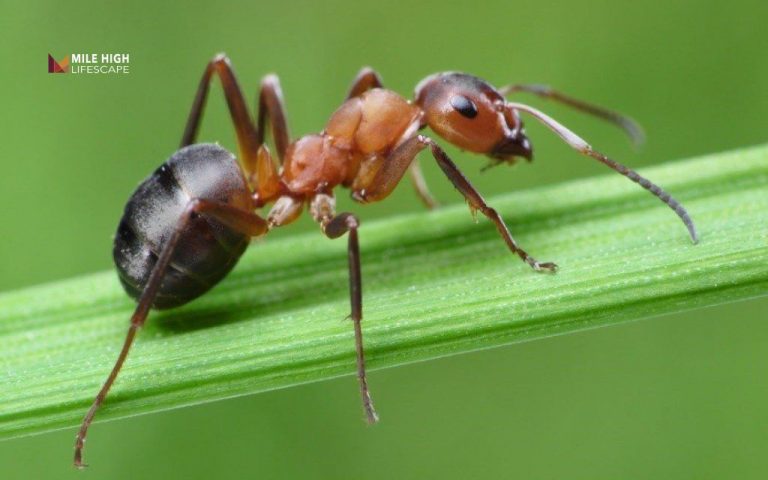 Bugs that look like termites