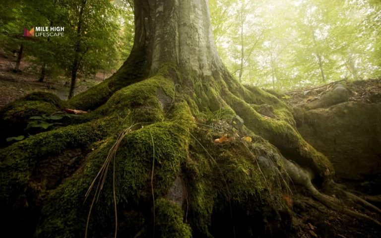 Can trees die of old age