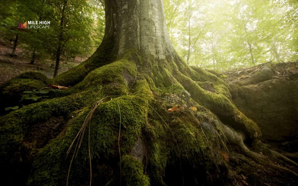 Can trees die of old age