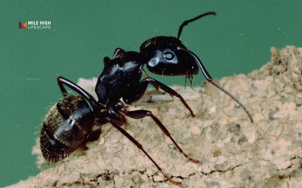 Bugs that look like termites: Carpenter ants
