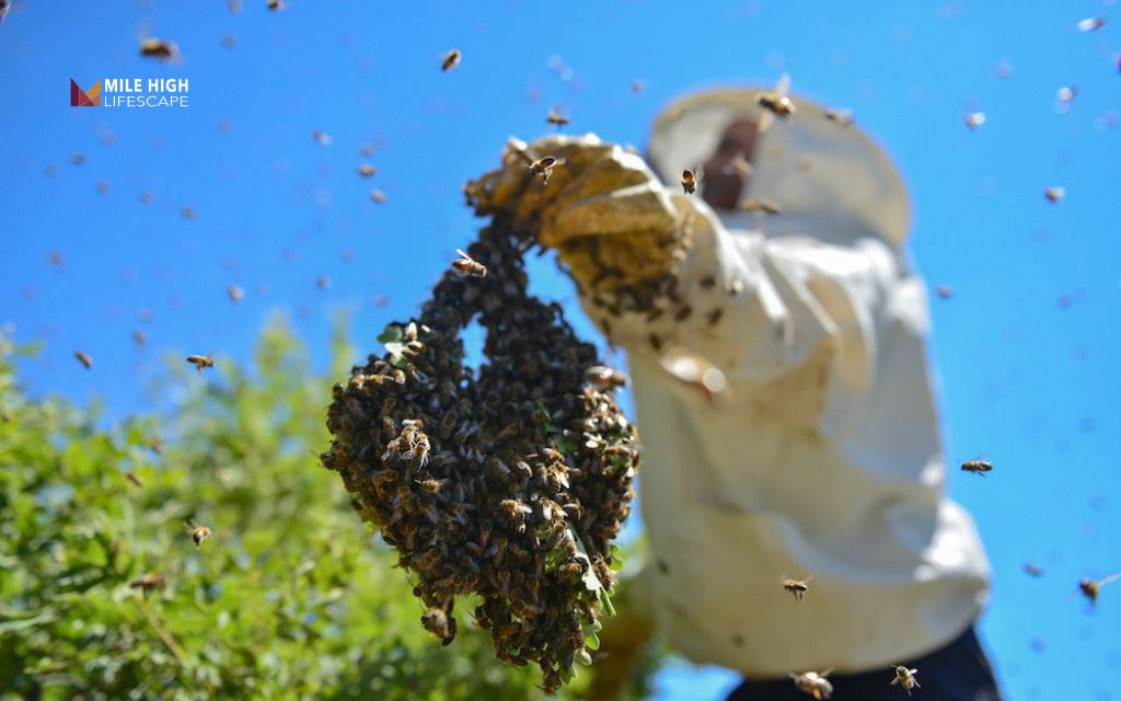 Beehive removal cost : Choosing the right beehive removal method