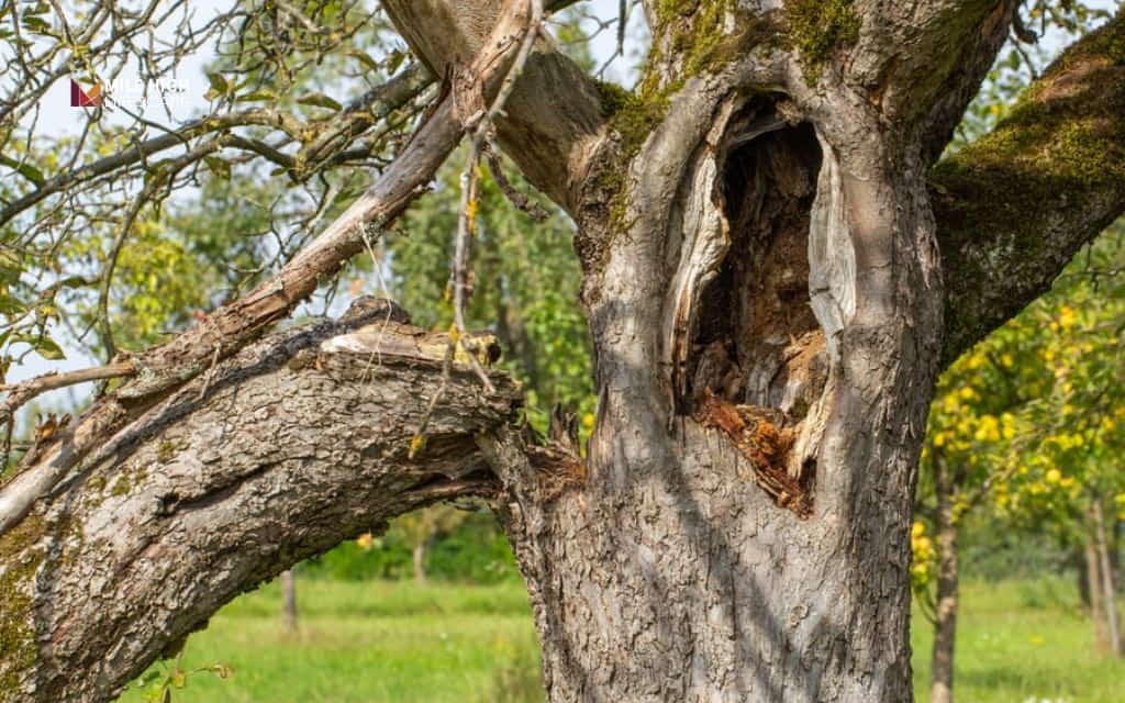 Can trees die of old age: Common causes of tree death