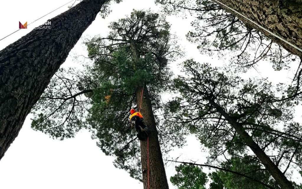 How to trim tall trees: Common mistakes that damage tall trees