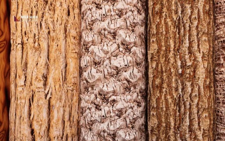 Different tree bark types