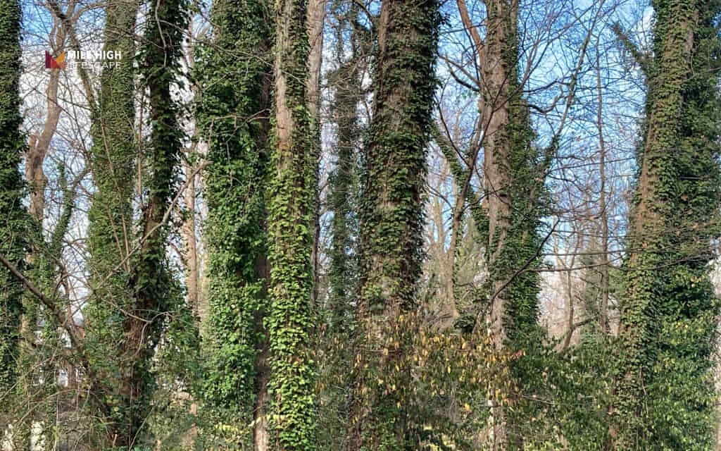Does english ivy kill trees directly?