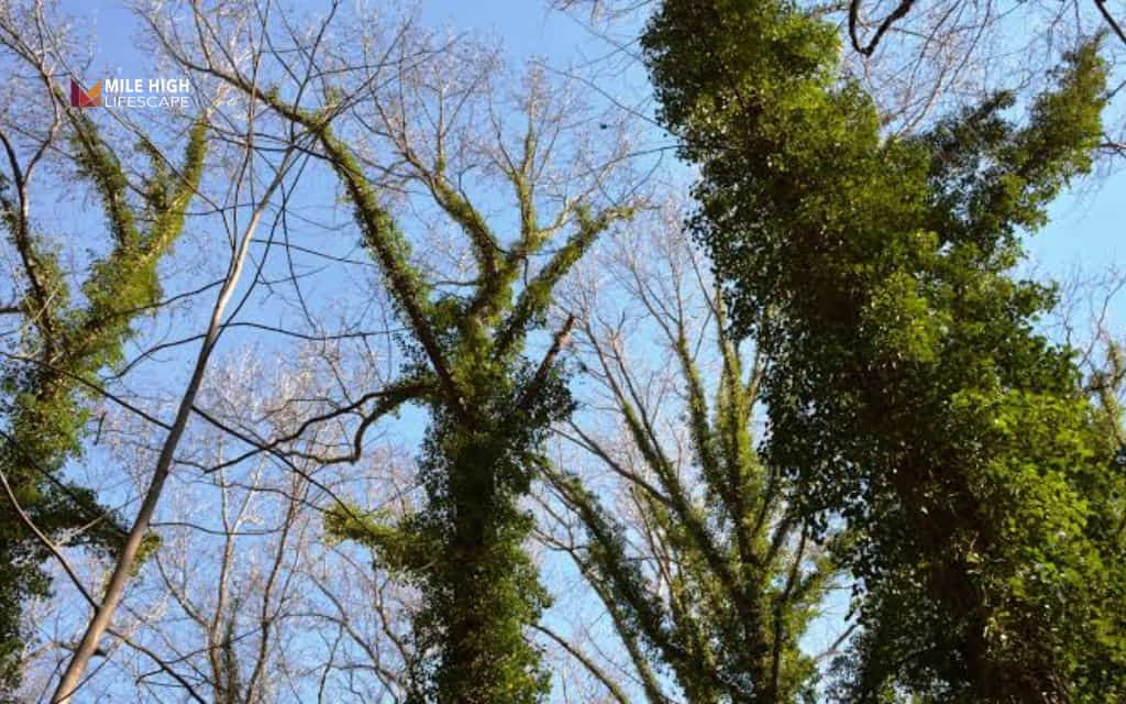 Does english ivy kill trees