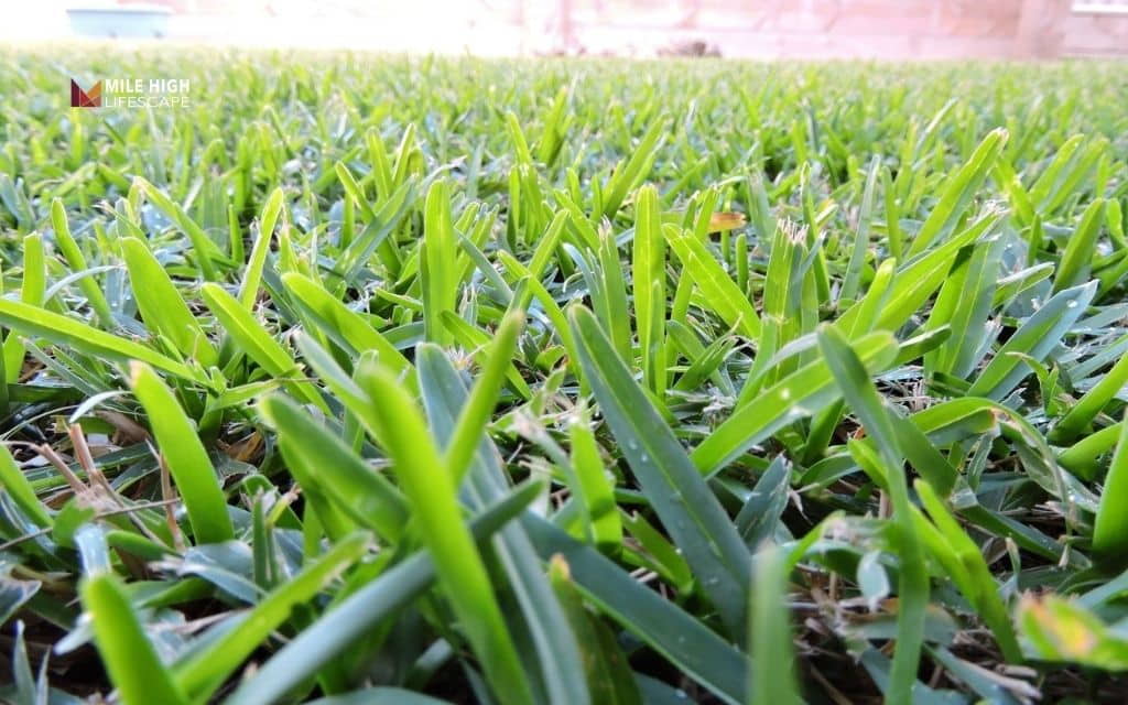 drought tolerant lawn