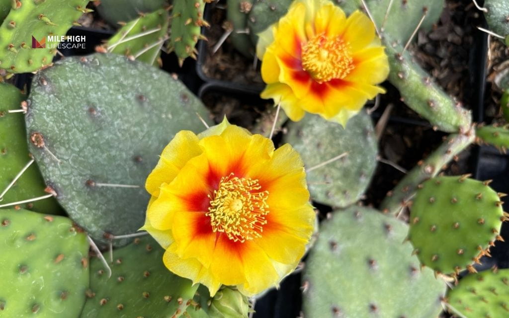winter hardy succulents: Eastern prickly pear cactus (Opuntia humifusa)