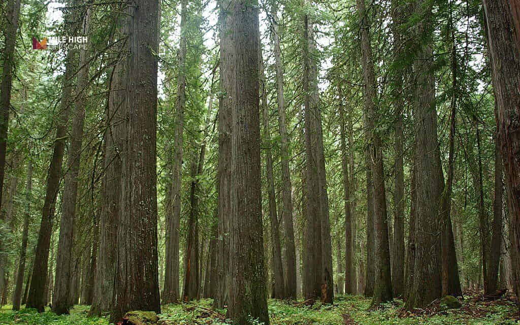 how fast do cedar trees grow: Factors that affect cedar tree growth